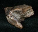 Partially Rooted Triceratops Tooth - #12535-3